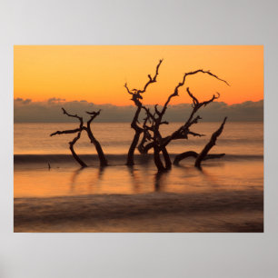 Affiche Plage de bois flotté au lever du soleil Jekyll Isl