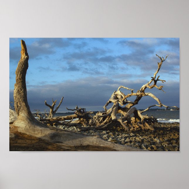 Affiche Plage de Driftwood dans l'île Jekyll en Géorgie (Devant)