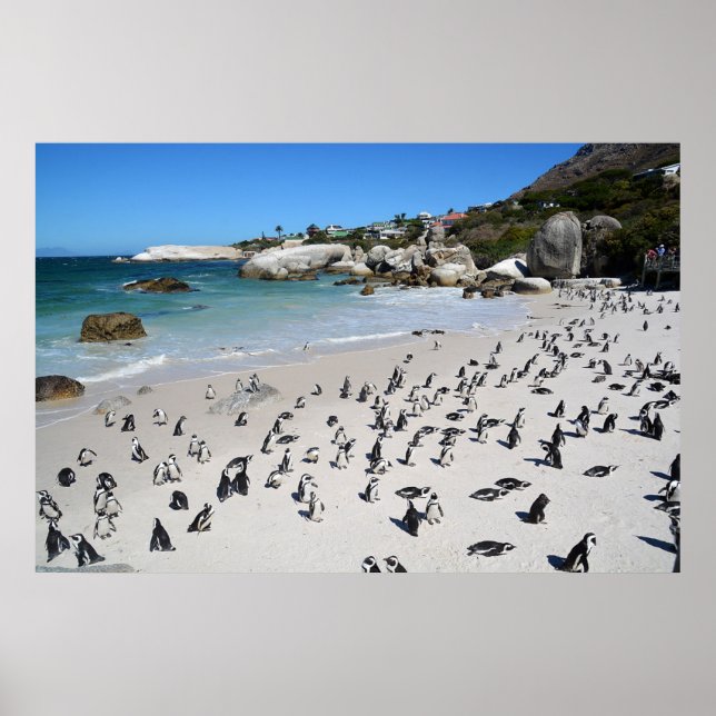 Affiche Plage de Penguins Boulders | Afrique du Sud (Devant)