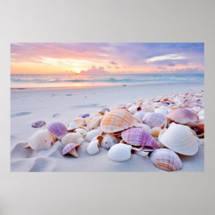 Affiche Plage de Seashell Nature paisible