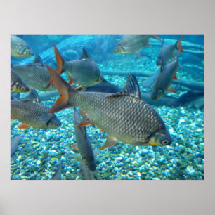 Affiche Plage d'un animal de poisson