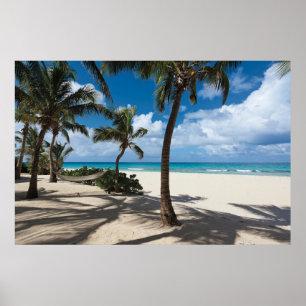 Affiche Plages tropicales Anguilla Beach, Palm Tree