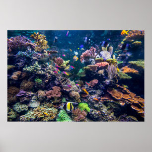 Affiche Plages tropicales   Corail sous-marin Reef