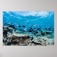 Plages tropicales | Esturgeon Parmi le corail