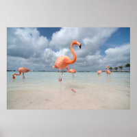 Plages tropicales | Flamants roses Beach, Aruba