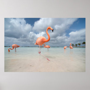 Affiche Plages tropicales   Flamants roses Beach, Aruba