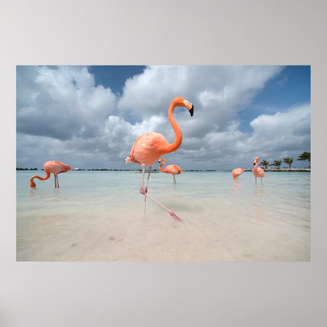 Affiche Plages tropicales | Flamants roses Beach, Aruba (Devant)