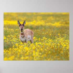 Affiche plaines de carrizo passé