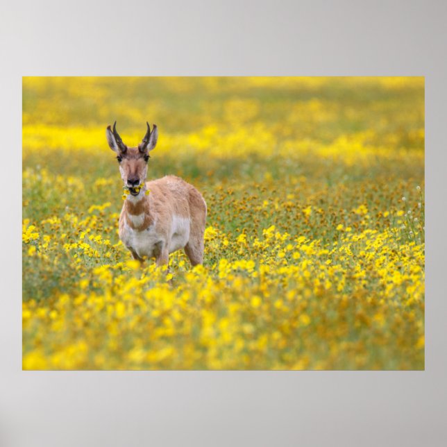 Affiche plaines de carrizo passé (Devant)