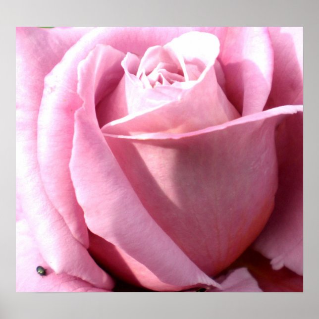 Affiche Plaisir violet (Devant)