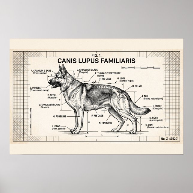 Affiche Plan de chien berger allemand (Devant)