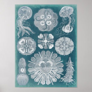 Affiche Plan directeur de la vie marine IV