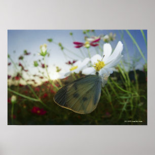 Affiche Plan rapproché de papillon sur la fleur
