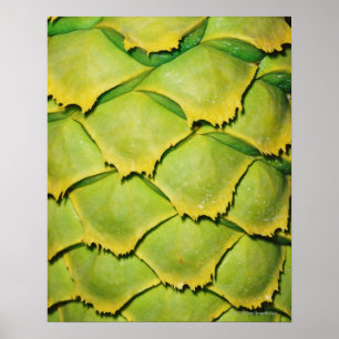 Affiche Plan rapproché de texture et de motif d'arbre