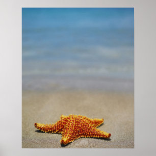 Affiche Plan rapproché d'une étoile de mer de coussin