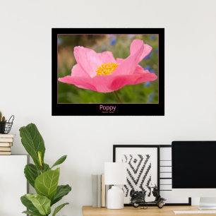 Affiche Plan rapproché rose de photographie de pavot