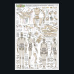 Affiche Plans de construction de la marionnette<br><div class="desc">Ce n'est pas JUSTE l'aboutissement des dernières semaines de travail, mais mes presque 20 ans d'expérience dans la construction de marionnettes. J'ai emballé cette affiche avec des motifs de taille réelle, des dessins détaillés et des centaines de bouts d'information que j'ai surtout appris par des essais, des erreurs et des...</div>