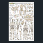 Affiche Plans de construction de la marionnette<br><div class="desc">Ce n'est pas JUSTE l'aboutissement des dernières semaines de travail, mais mes presque 20 ans d'expérience dans la construction de marionnettes. J'ai emballé cette affiche avec des motifs de taille réelle, des dessins détaillés et des centaines de bouts d'information que j'ai surtout appris par des essais, des erreurs et des...</div>