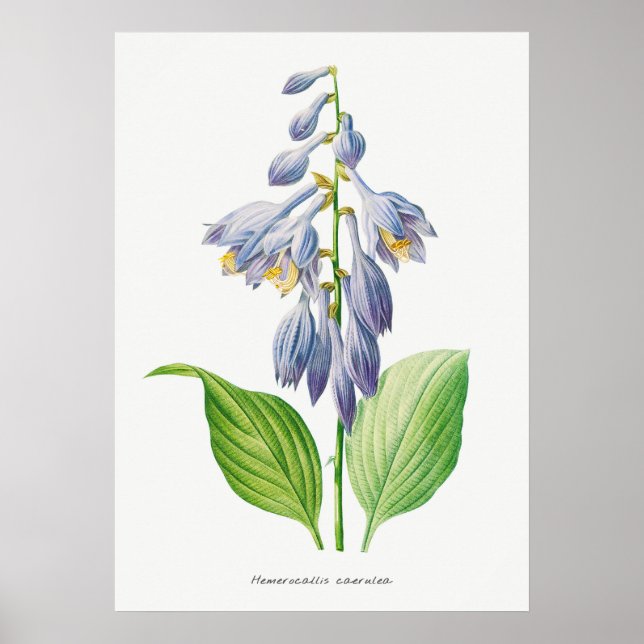 Affiche Plantain Lily Hosta Fleur Vintage botanique (Devant)