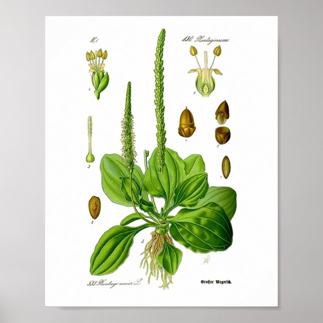 Affiche Plantain Plantes Vertes Comestibles Médecine Herba (Devant)