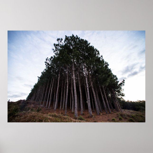 Affiche Plantation (Devant)