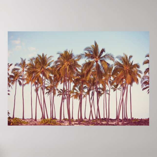 Affiche plantation de palmiers (Devant)