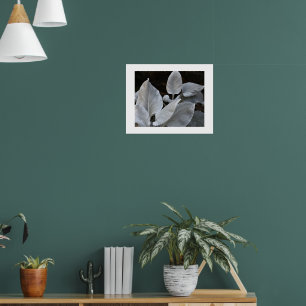 Affiche Plante à ailes d'ange blanc argenté Floral