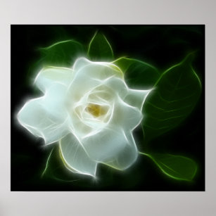 Affiche Plante à fleurs de Gardenia blanc