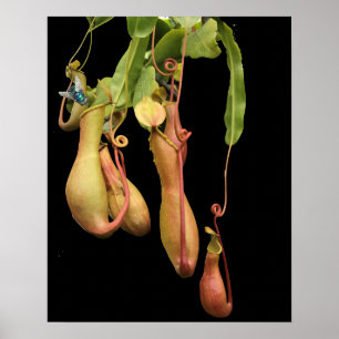 Affiche Plante à piège tropicale et mouche bleue