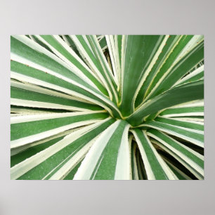 Affiche Plante Agave Vert et blanc rayé