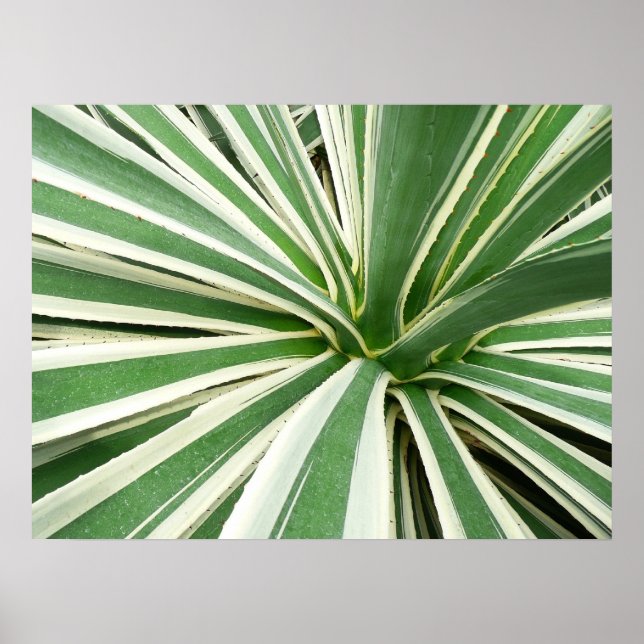 Affiche Plante Agave Vert et blanc rayé (Devant)