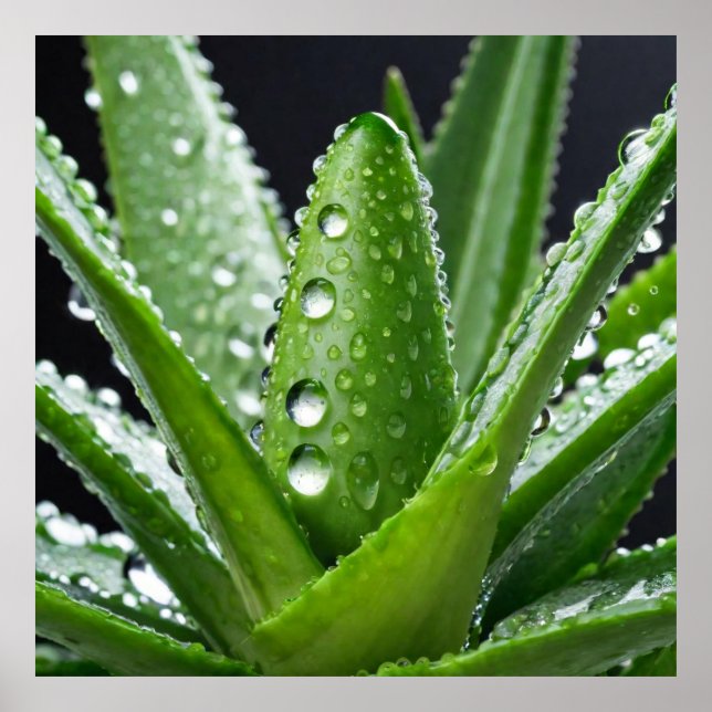 Affiche Plante Aloe Vera (Devant)