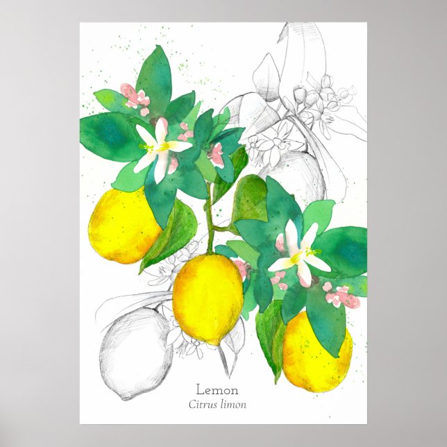 Affiche Plante botanique de citrons Aquarelle (Devant)
