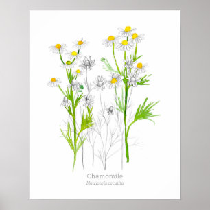 Affiche Plante botanique d'herbe médicinale chamomile