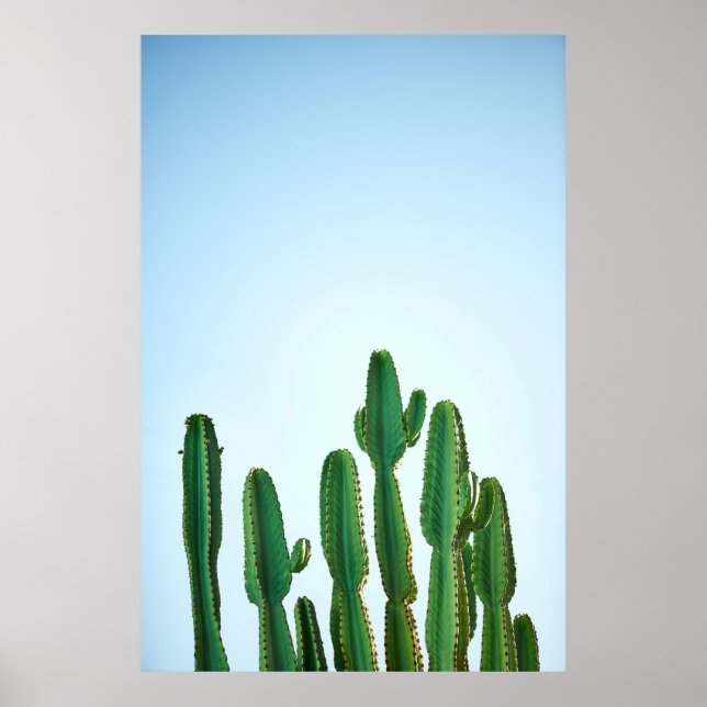 Affiche Plante cactus vert en arrière - plan blanc (Devant)
