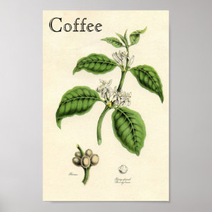 Affiche Plante café vintage