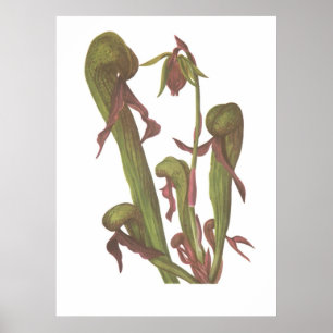 Affiche Plante carnivore - Darlingtonia californica