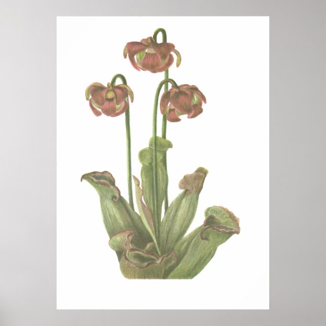 Affiche Plante carnivore - Sarracenia purpurea (Devant)