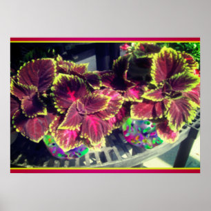 Affiche Plante Coleus