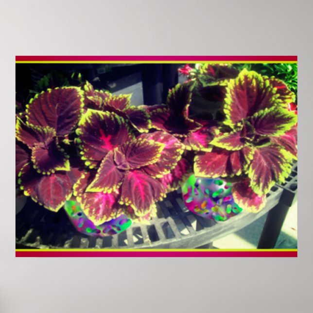 Affiche Plante Coleus (Devant)