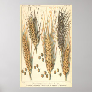 Affiche Plante de blé résistant à la sécheresse, Agricultu