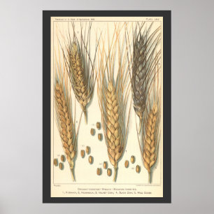 Affiche Plante de blé résistante à la sécheresse, agricult