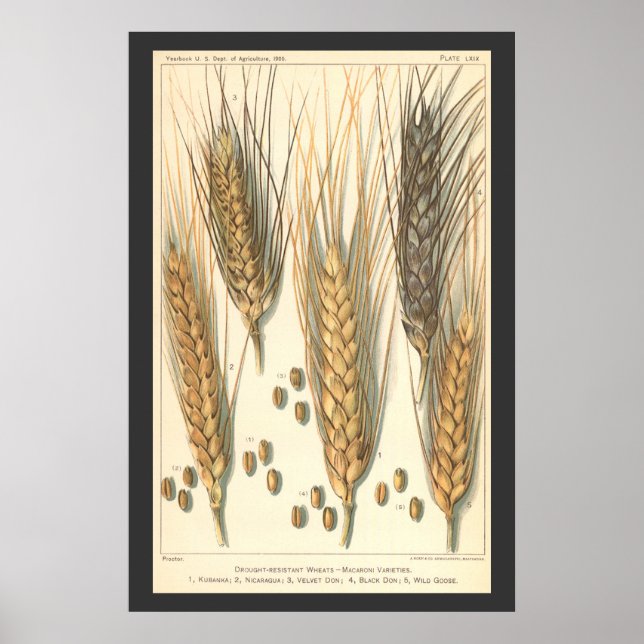 Affiche Plante de blé résistante à la sécheresse, agricult (Devant)