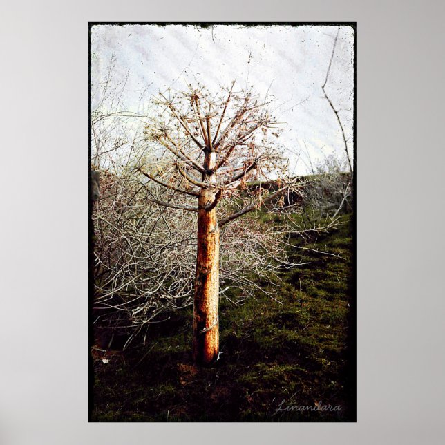 Affiche Plante de Ferula sèche au Tadjikistan (Devant)