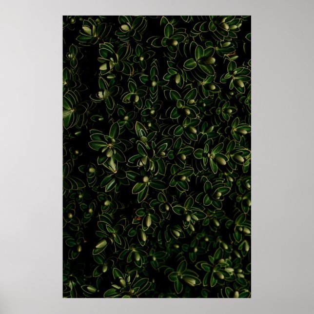 Affiche Plante de feuille verte (Devant)