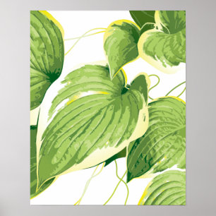 Affiche Plante de ficus 2