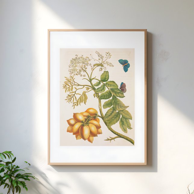 Affiche Plante de fruits vintage avec papillons Art (Créateur téléchargé)