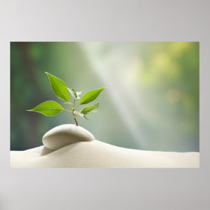 Affiche Plante de galets Tranquille nature paisible