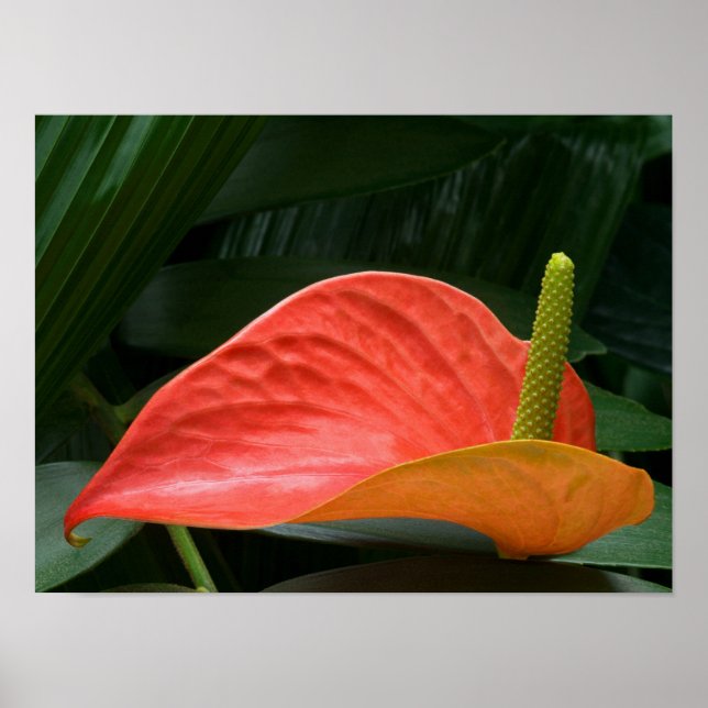Affiche Plante de l'anthurium rouge contre le feuillage (Devant)
