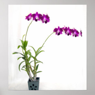 Affiche Plante de l'orchidée Rinnapa Dendrobium